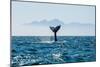 Seascape with Whale Tail. the Humpback Whale (Megaptera Novaeangliae) Tail Dripping with Water in-Sergey Uryadnikov-Mounted Photographic Print