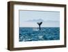 Seascape with Whale Tail. the Humpback Whale (Megaptera Novaeangliae) Tail Dripping with Water in-Sergey Uryadnikov-Framed Photographic Print