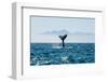 Seascape with Whale Tail. the Humpback Whale (Megaptera Novaeangliae) Tail Dripping with Water in-Sergey Uryadnikov-Framed Photographic Print