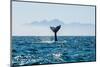 Seascape with Whale Tail. the Humpback Whale (Megaptera Novaeangliae) Tail Dripping with Water in-Sergey Uryadnikov-Mounted Photographic Print