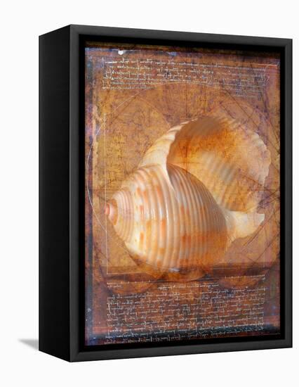 Seashell and Handwriting-Colin Anderson-Framed Stretched Canvas