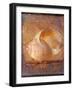 Seashell and Handwriting-Colin Anderson-Framed Photographic Print