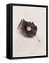 Seashell and Leaf-Graeme Harris-Framed Stretched Canvas