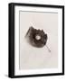 Seashell and Leaf-Graeme Harris-Framed Photographic Print