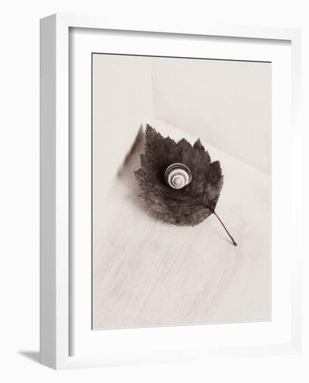 Seashell and Leaf-Graeme Harris-Framed Photographic Print