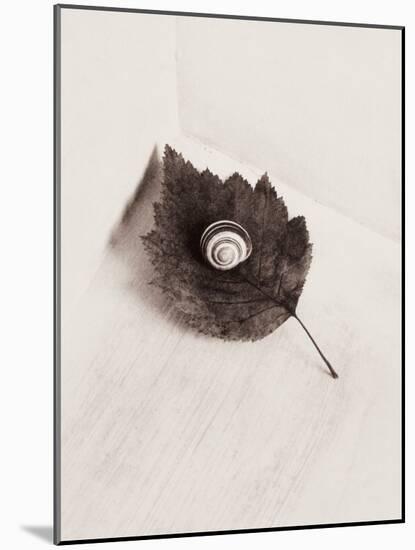 Seashell and Leaf-Graeme Harris-Mounted Photographic Print