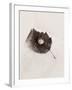 Seashell and Leaf-Graeme Harris-Framed Photographic Print