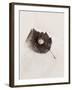 Seashell and Leaf-Graeme Harris-Framed Photographic Print