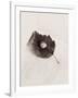 Seashell and Leaf-Graeme Harris-Framed Photographic Print