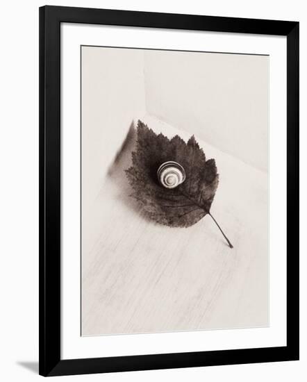 Seashell and Leaf-Graeme Harris-Framed Photographic Print