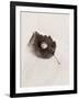 Seashell and Leaf-Graeme Harris-Framed Photographic Print