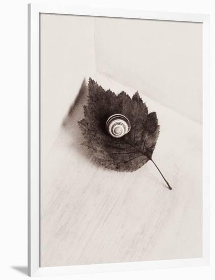 Seashell and Leaf-Graeme Harris-Framed Photographic Print