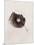 Seashell and Leaf-Graeme Harris-Mounted Photographic Print