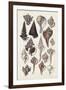 Seashell Array I-G.B. Sowerby-Framed Art Print