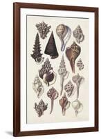 Seashell Array I-G.B. Sowerby-Framed Art Print