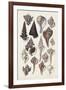 Seashell Array I-G.B. Sowerby-Framed Art Print