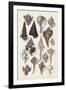 Seashell Array I-G.B. Sowerby-Framed Art Print