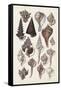 Seashell Array I-G.B. Sowerby-Framed Stretched Canvas