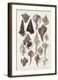 Seashell Array I-G.B. Sowerby-Framed Art Print