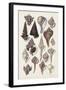 Seashell Array I-G.B. Sowerby-Framed Art Print