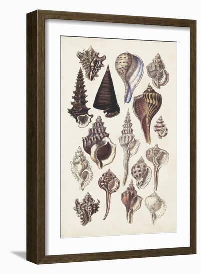 Seashell Array I-G.B. Sowerby-Framed Art Print