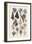 Seashell Array I-G.B. Sowerby-Framed Art Print