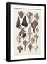 Seashell Array I-G.B. Sowerby-Framed Art Print