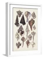 Seashell Array I-G.B. Sowerby-Framed Art Print