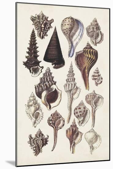 Seashell Array I-G.B. Sowerby-Mounted Art Print