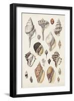 Seashell Array II-G.B. Sowerby-Framed Art Print