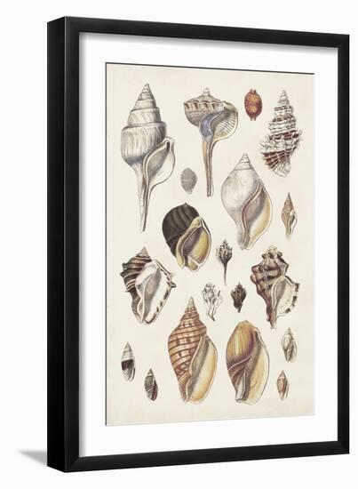 Seashell Array II-G.B. Sowerby-Framed Art Print