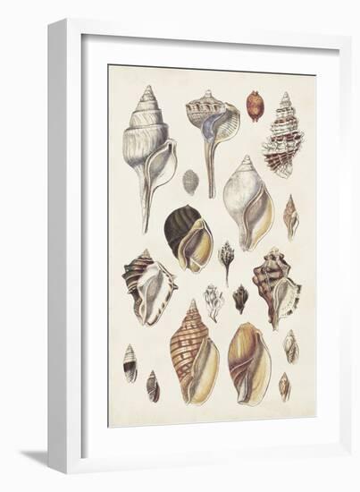 Seashell Array II-G.B. Sowerby-Framed Art Print