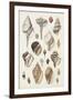 Seashell Array II-G.B. Sowerby-Framed Art Print