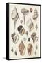 Seashell Array II-G.B. Sowerby-Framed Stretched Canvas