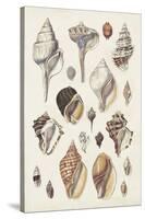 Seashell Array II-G.B. Sowerby-Stretched Canvas