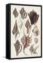 Seashell Array III-G.B. Sowerby-Framed Stretched Canvas