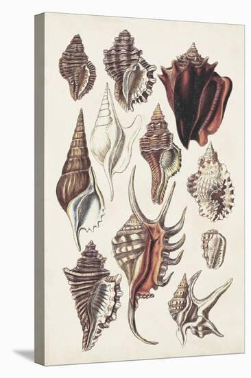 Seashell Array III-G.B. Sowerby-Stretched Canvas