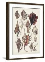 Seashell Array III-G.B. Sowerby-Framed Art Print
