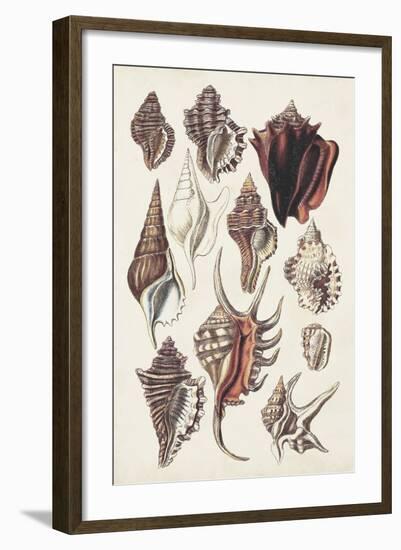 Seashell Array III-G.B. Sowerby-Framed Art Print