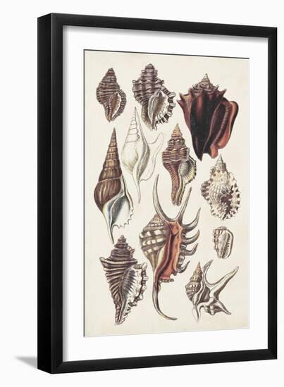 Seashell Array III-G.B. Sowerby-Framed Art Print