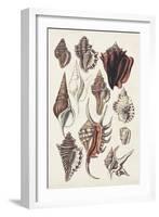 Seashell Array III-G.B. Sowerby-Framed Art Print