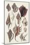 Seashell Array III-G.B. Sowerby-Mounted Art Print