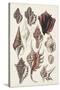 Seashell Array III-G.B. Sowerby-Stretched Canvas