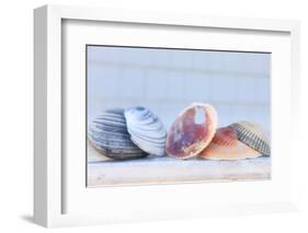 Seashell Background with Space for Text.-pdb1-Framed Photographic Print