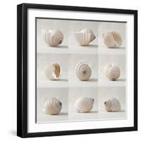 Seashell Chorus-Assaf Frank-Framed Giclee Print