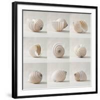 Seashell Chorus-Assaf Frank-Framed Giclee Print