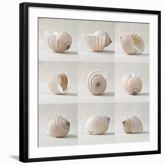 Seashell Chorus-Assaf Frank-Framed Giclee Print