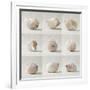 Seashell Chorus-Assaf Frank-Framed Giclee Print