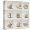 Seashell Chorus-Assaf Frank-Stretched Canvas