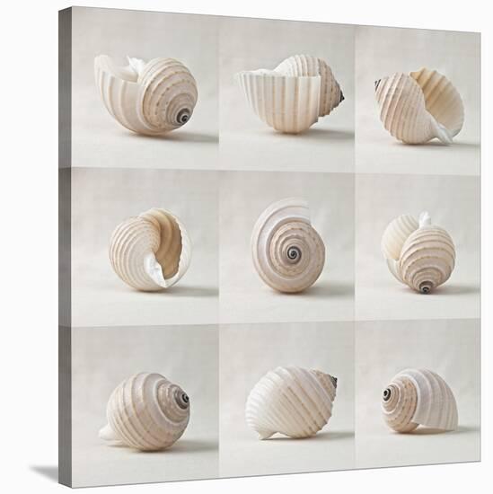 Seashell Chorus-Assaf Frank-Stretched Canvas